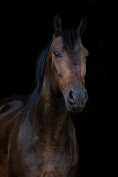 Bay Holsteiner warmblood horse in front of black background