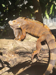 Orange iguana is sunbathing on a dry tree trunk, under the hot sun in the morning, natural blur background.