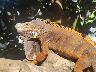 Orange iguana is sunbathing on a dry tree trunk, under the hot sun in the morning, natural blur background.