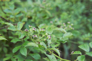 Fototapeta premium 日本：実が付いたノイバラ（Rosa multiflora）の枝をクローズアップ／北八ヶ岳・8月