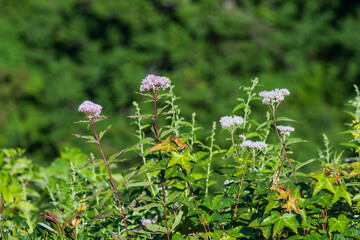 渓谷の絶壁に咲くヨツバヒヨドリ