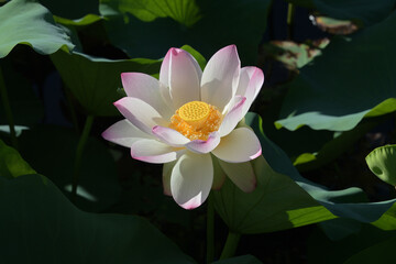朝陽を浴びた白いハスの花
