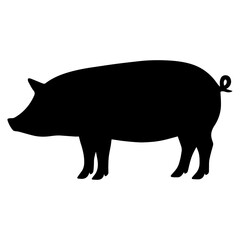 Fototapeta premium vector illustration of a pig