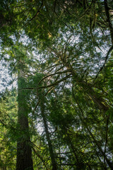 Obraz premium Hoh Rainforest. Moss covered tree branch in Hoh Rain Forest. Tree branch with moss in Hoh rainforest. Moist forest moss.