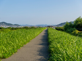 Obraz premium 新緑の植物が伸びる猪名川の堤防道路