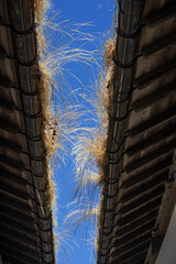 青空に映える土蔵の屋根に生えた草