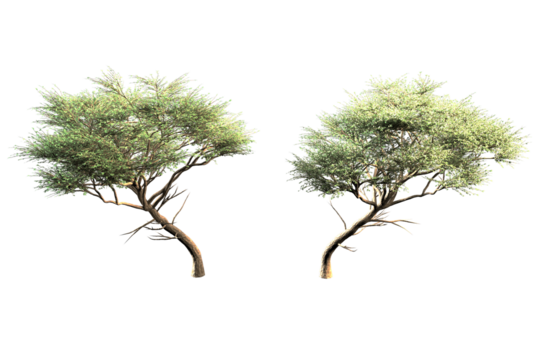 Two isolated acacia trees with light green leaves.