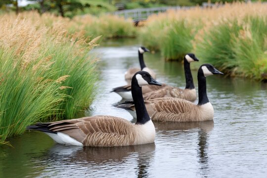Canada geese swimming in a row in a creek