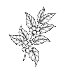 Hand Drawn Coffee Plant Branch Botanical Vector Illustration