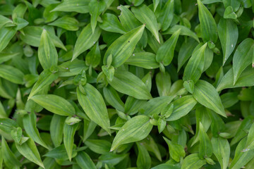 Blue flowers among green leaves of the Commelina communis (Asiatic dayflower) plant.
