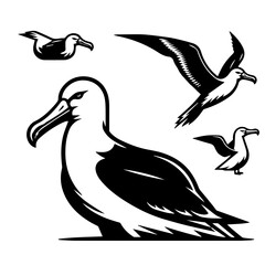 Four albatross birds in various poses including flying and resting in a black and white illustration style