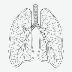 Human lungs line art.