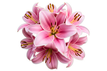 Fototapeta premium Blooming pink lily flower bouquet with delicate petals and stamens isolated on a transparent background