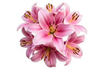 Blooming pink lily flower bouquet with delicate petals and stamens isolated on a transparent background