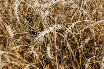 Wheat field top view, ears wheat from above, golden ripe field of wheat. Background and tectures. Summer harvest.