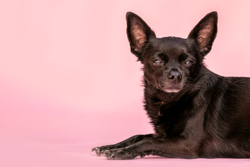 Cute Chihuahua dog in studio with pastel background