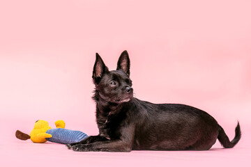 Cute Chihuahua dog in studio with pastel background