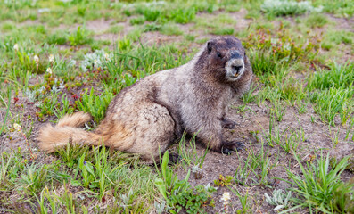 Woodchuck rodent. Capybara in the park. Wild animal. Groundhog on lawn. Rodent animal woodchuck. Rodent marmot animal. Wildlife nature. Marmot capybara. Marmot wild groundhog. Chilling capybara
