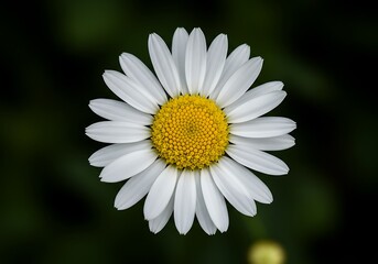 Obraz premium Sunlit Heart's Embrace