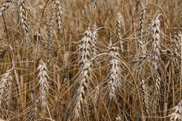 Wheat field top view, ears wheat from above, golden ripe field of wheat. Background and tectures. Summer harvest.