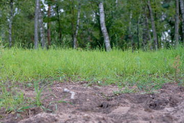 Green grass and brown soil blend harmoniously in a serene forest setting during late afternoon