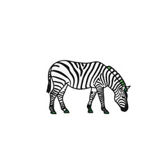 Fototapeta premium A zebra, grazing peacefully in its natural habitat.
