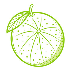Lime fruit line art Vector  on white