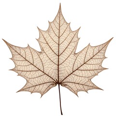 Fototapeta premium Delicate Maple Leaf Skeleton Against White