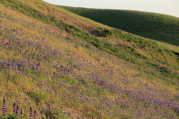 Lupines and Poppies bloom in the spring over the East Bay Hills in Northern California