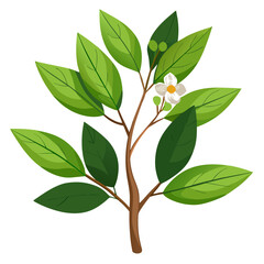 vector illustration of  xylosma congestum on-white