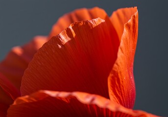 Crimson Embrace