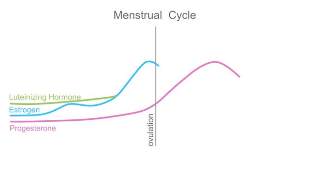 A graph showing changes in hormones levels during menstrual cycle. Progesterone, estrogen, FSH and LH hormones. Ovarian hormone levels chart. Animated time line