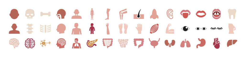 間の臓器のカラーアイコンセット,医療系や病院で使える内臓のイラストレーション