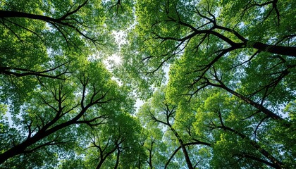 Obraz premium Looking upwards through a canopy of deciduous trees towards a bright sunlit sky on a sunny day