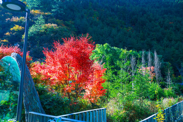 autumn in the park Beautiful autumn in the mountains Juizhaigou China.