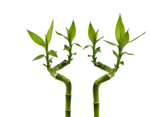 Fototapeta premium Two lucky bamboo plants with green leaves isolated on white background, symbolizing growth, peace, and zen in a minimalist style