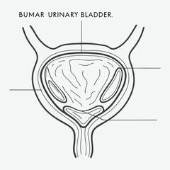 Human urinary bladder line art.