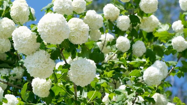 A close-up view of snowball flowers (Viburnum opulus 'Roseum') in full bloom, showcasing their perfectly round, white clusters against lush green foliage.