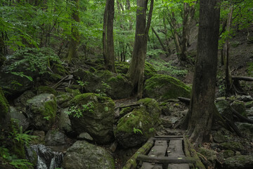 Fototapeta premium 埼玉県_両神山_白井差登山道