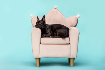 Chihuahua dog sitting on stylish armchair with pastel background