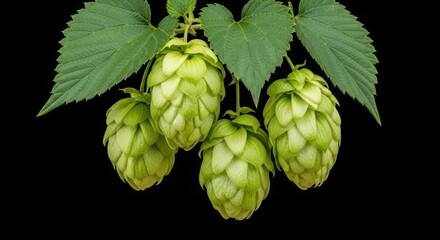 Fototapeta premium Fresh green hop cones with leaves hanging from the plant, a key ingredient for brewing beer, isolated on a black background