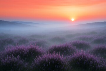 Obraz premium Lavender field landscape with misty hills and vibrant sunrise light in the background creating a dreamy, abstract natural atmosphere. Ai generative