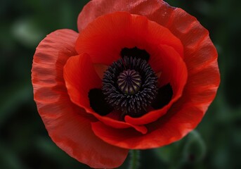 Crimson Heart's Bloom