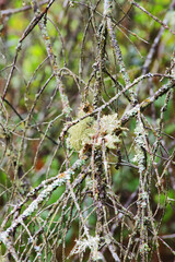 Lichen on branches
