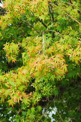 Japanese maple, palmate maple, or smooth Japanese maple (Acer palmatum)
