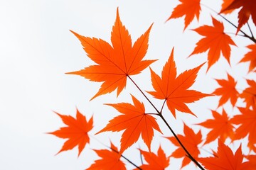 Fototapeta premium Bright orange Japanese maple leaves on branches with white background, showcasing autumn beauty and natural botanical detail in creative light. Ai generative
