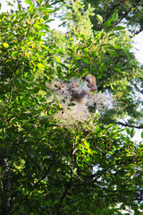 fall webworm nest (Hyphantria cunea)