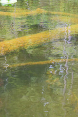 Logs under the water