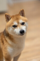 Alert Shiba Inu portrait with warm tan coat and expressive eyes. Soft indoor light, shallow depth of field, friendly yet vigilant mood—ideal for pet care ads, loyalty themes, and canine lifestyle blog