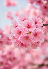 Pink Blossom Whisper